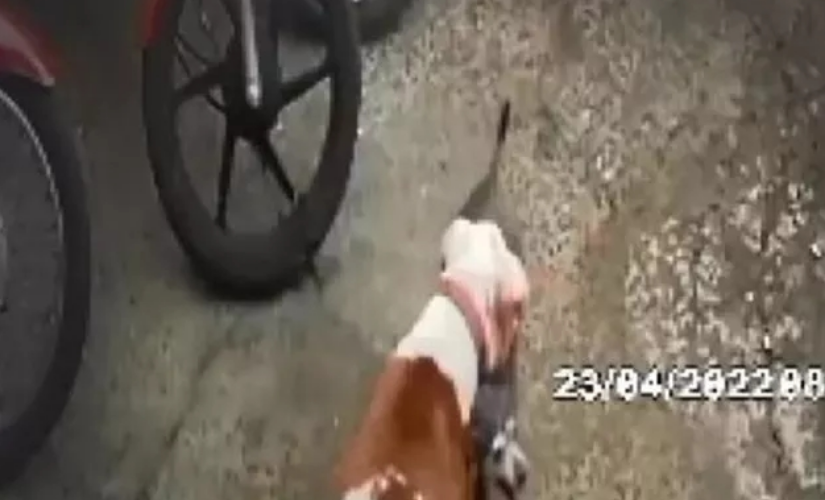 Cachorra morre após ataque de pitbull, em Apucarana.