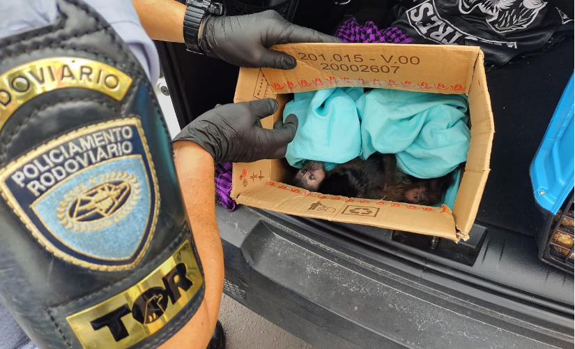 Polícia Militar Rodoviária faz apreensão de animais silvestres em veículo