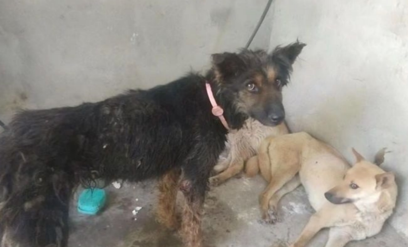 ONG salva 386 cachorros que seriam sacrificados em festival de carne canina na China