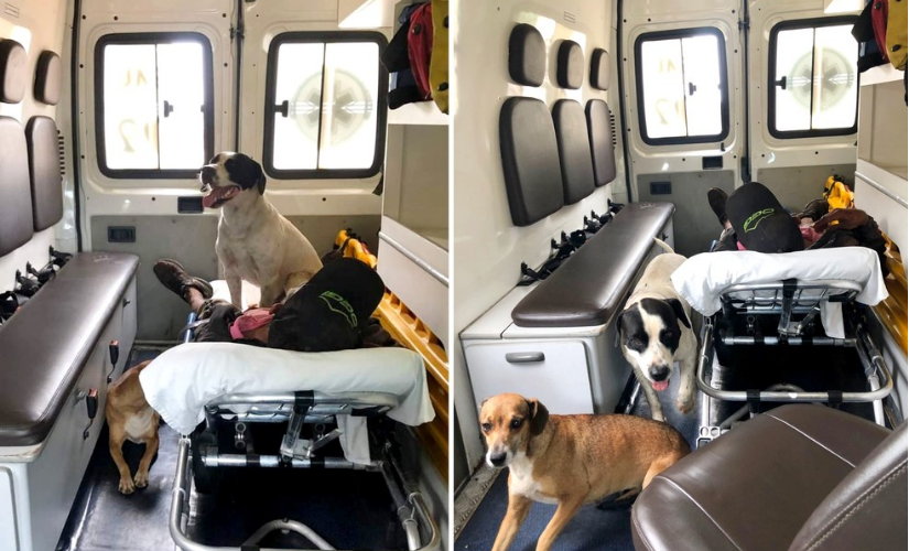 Cães ‘invadem’ ambulância do Samu para acompanhar dono e fazem vigília em unidade de saúde