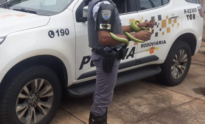 Flagrante de tráfico de animais silvestres em Santa Cruz do Rio Pardo. (foto: Polícia Militar)