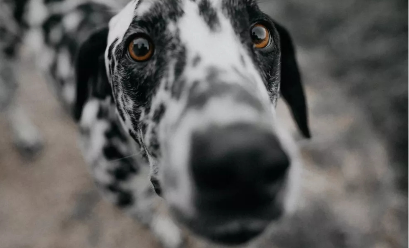 Pets precisam de atenção especial com cálculos urinários