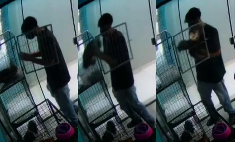 Câmeras flagram funcionário de pet shop dançando com cadela no Paraná: 'Amor', diz jovem