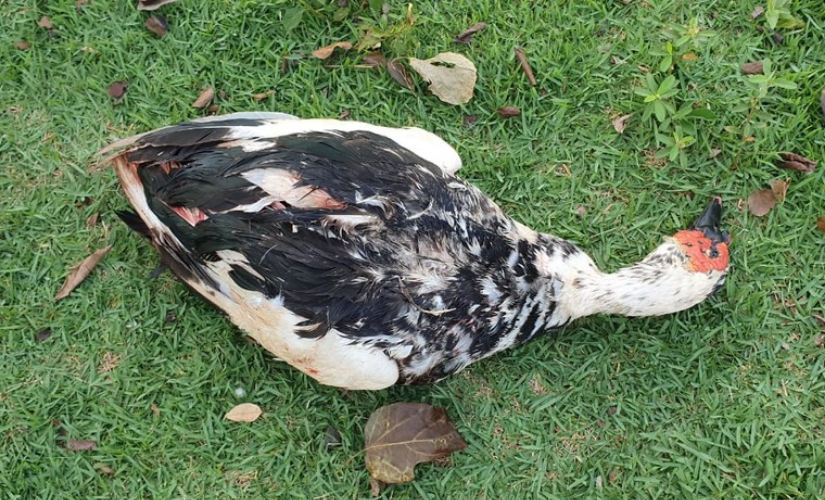 Homem agride pato com espingarda em Ourinhos e polícia investiga maus-tratos