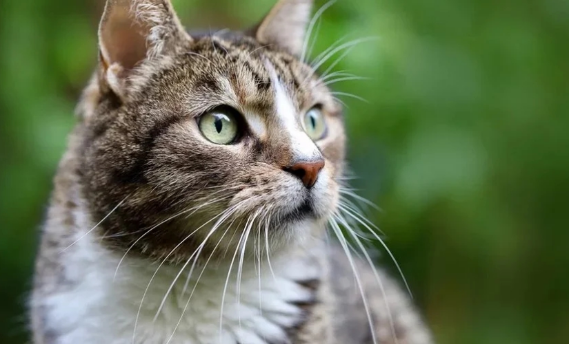 CCJ do Senado aprova PL que proíbe tatuagens e piercings em animais